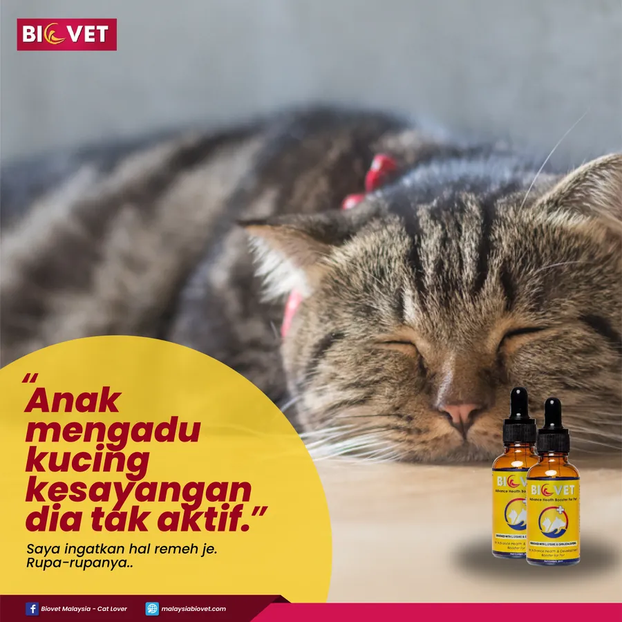Poster iklan Biovet - Pet